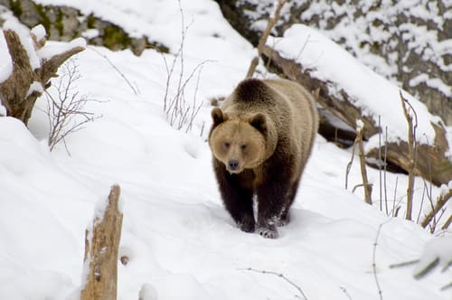 Hård jakt på hanbjörn. Norges politiker har enats om att sänka andelen hanbjörnar kraftigt.