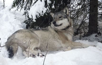 Bullmarksvargen letar efter en tik i Jämtland.