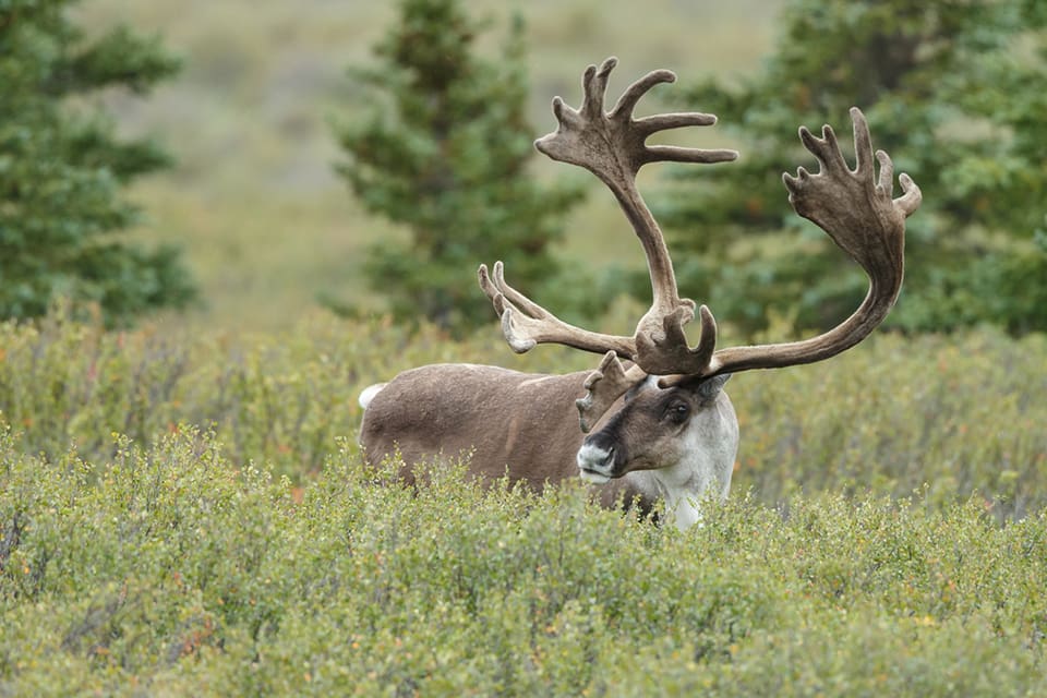 I Alaska jagas varg från flyg i forskningssyfte för att få ner predationen mot caribou, den nordamerikanska renen. Men flygjakten väcker kritik.
