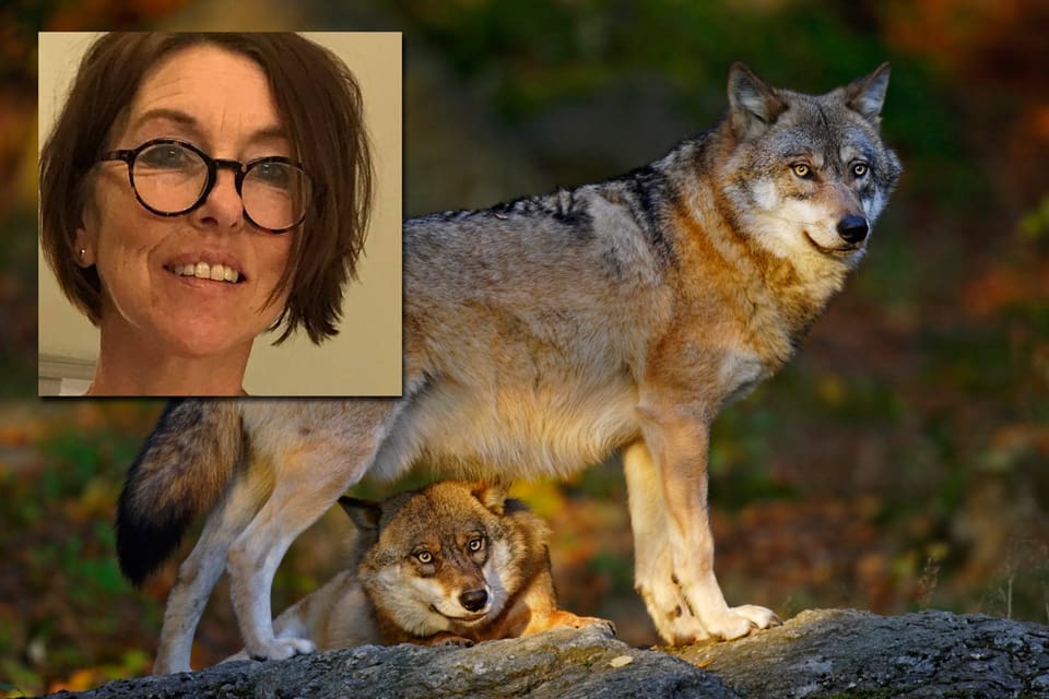 Vargtätheten i halva Gävleborg motsvarar 6 000 vargar i södra Sverige. Journalisten Carina Gerken Christiansen har skärskådat vargpolitiken i Sverige, som bland annat gör det för svårt att få skjuta bort problemvargar.