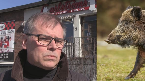 Stopp för vildsvinskött. Carlströms Kött & Chark, med VD Rikard Söderström i ledningen, har stoppat hanteringen av vildsvinskött efter larm om salmonella.