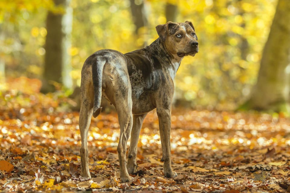 Det är inte tillåtet att jaga hjort med löshund i Louisiana, men jägare försöker att få ett domstolsbeslut på att häva förbudet. På bilden en Louisiana Catahoula Leopard Dog, även betraktad som state dog of Louisiana.