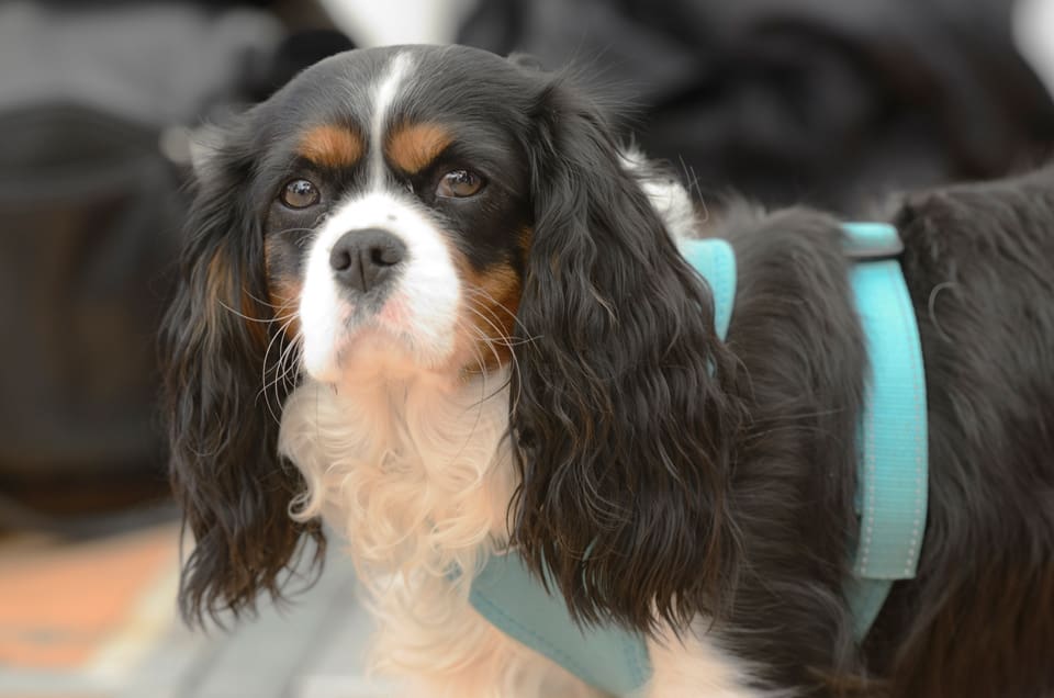 Matten fick syn på en varg som tog hennes cavalier king charles spaniel utanför Brottby. Länsstyrelsens eftersöksekipage hittade den döda hunden efter 700 meters spårarbete. (Arkivbild på hundrasen.)