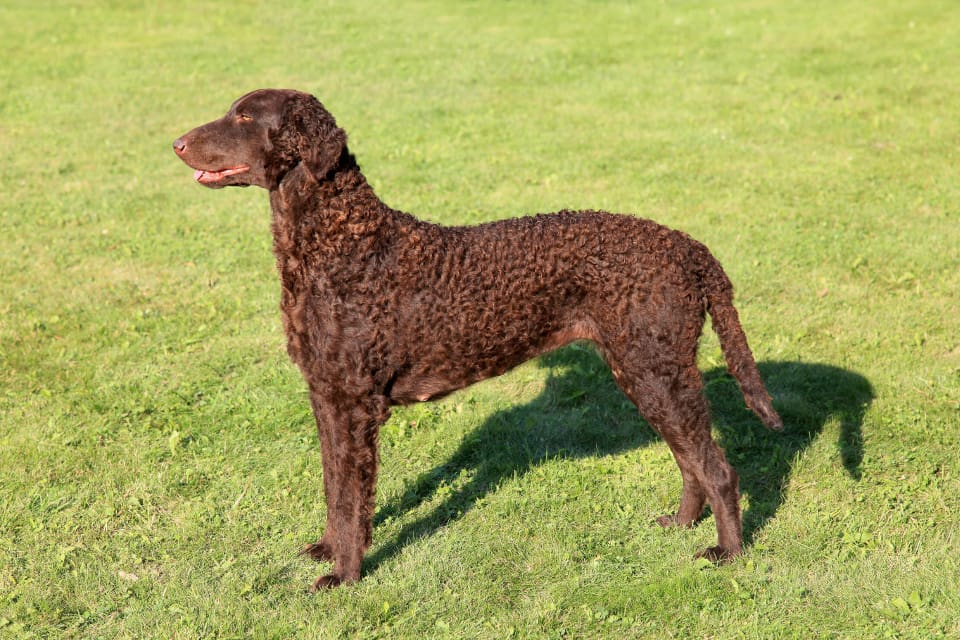 Den vargdödade tiken var en brun curly coated retriever, cirka två år gammal. (arkivbild)