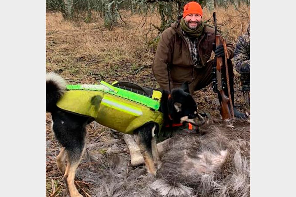 I november blev östlajkan Cindy i Molkom i Värmland svårt biten av två vargar. I går gjorde den unga tiken comeback och det fälldes en älgkalv för henne, men den kalven var också vargbiten.