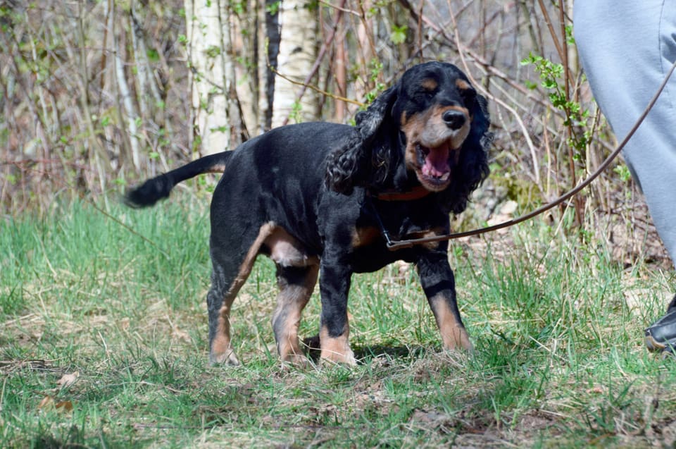 En av de två cocker spaniel-hundarna som rastades utan koppel vid Bergsjön, i Vallentuna kommun togs av en varg som försvann med sitt byte. Det är den tredje sällskapshunden som dödats av varg i området. (Arkivbild)