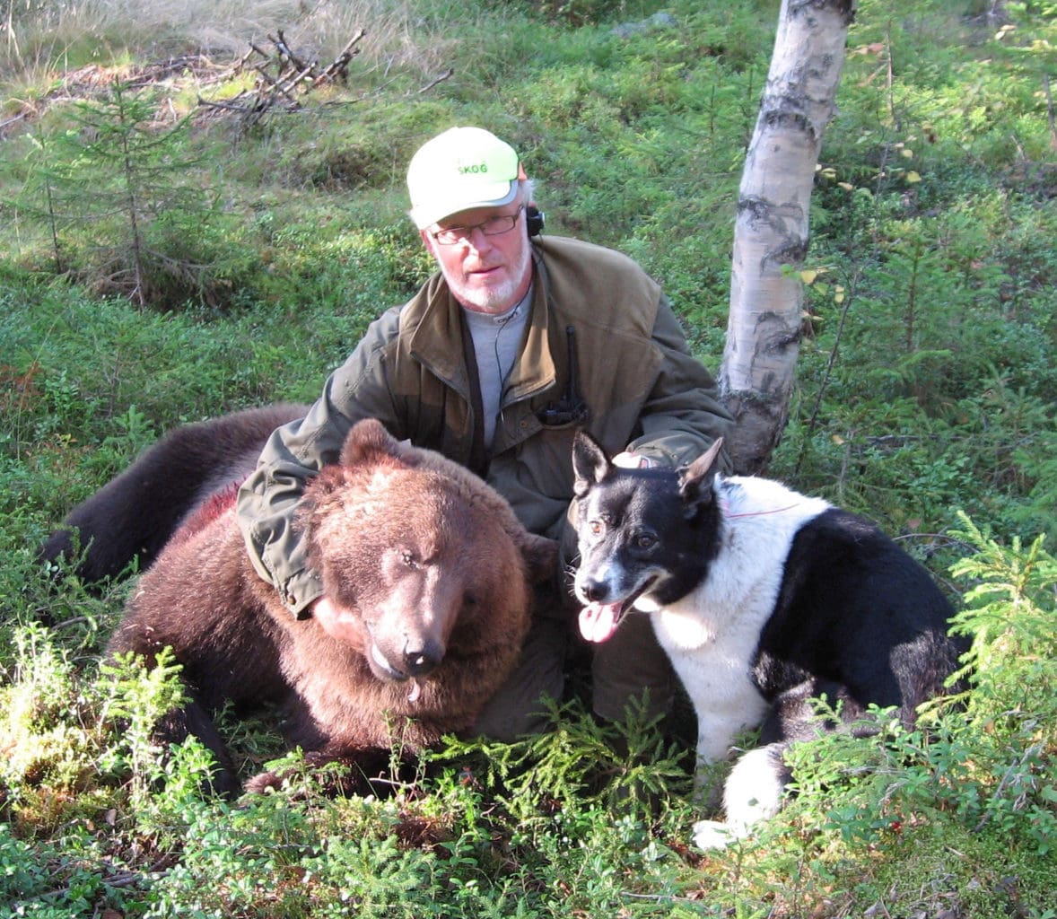 Conny Sandström, Jägarnas Riksförbunds ordförande, fällde en 150 kilos björnhanne med hjälp av sin hund Tuff.