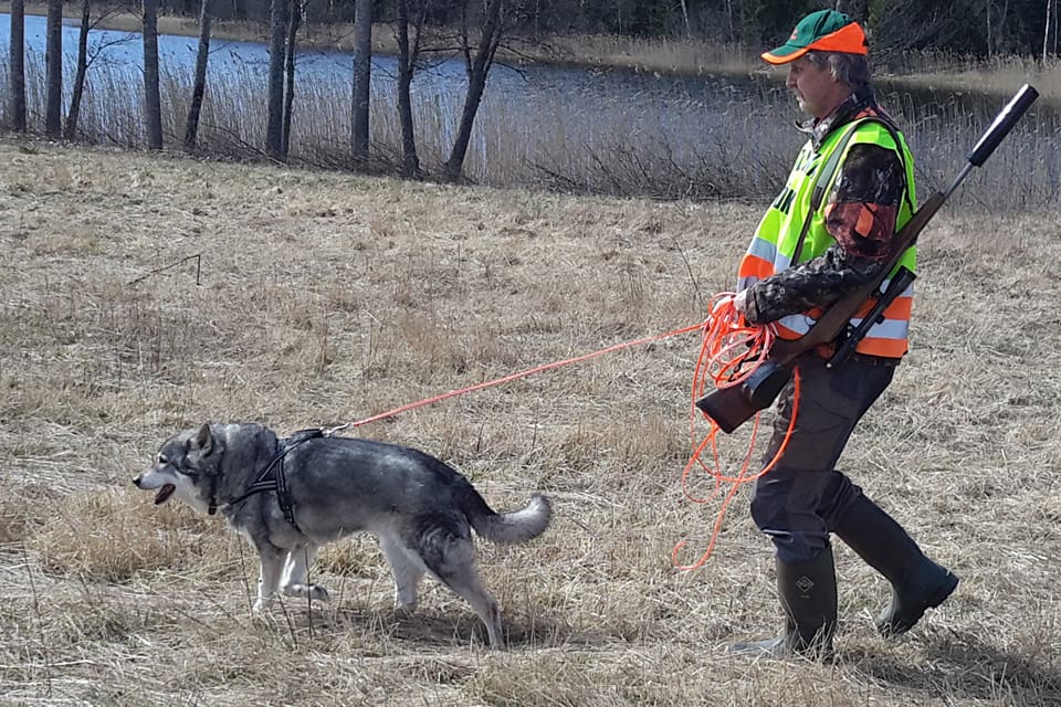 Trafikeftersöksjägaren Conny Johanson bandar bara med den 17 år gamla jämten Cindy. Hon är troligen den äldsta hunden som används för trafikeftersök.