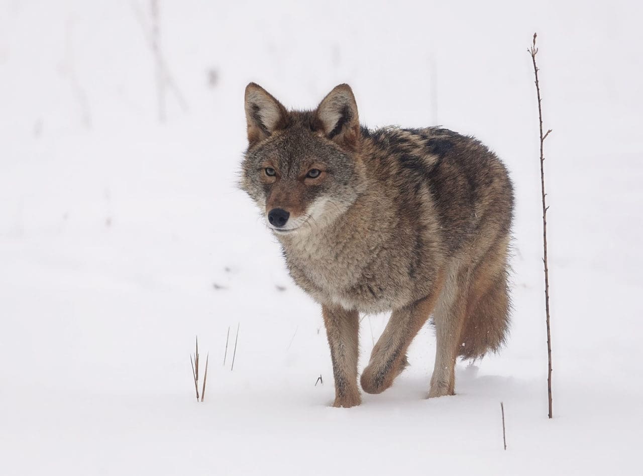 En fälld coyote kan ge 1000 dollar i vinst. Prärievargen liknar vanlig varg, men är mindre.