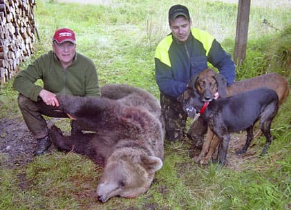 Skytten Torsten Emretsson och Jalle Spånberg med hundarna Bliss och Spinky vid den skjutna björnen.