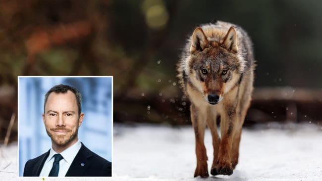 Danske miljö- och livsmedelsministern Jakob Ellemann-Jensen (V) gör det lättare att skjuta aggressiva vargar.