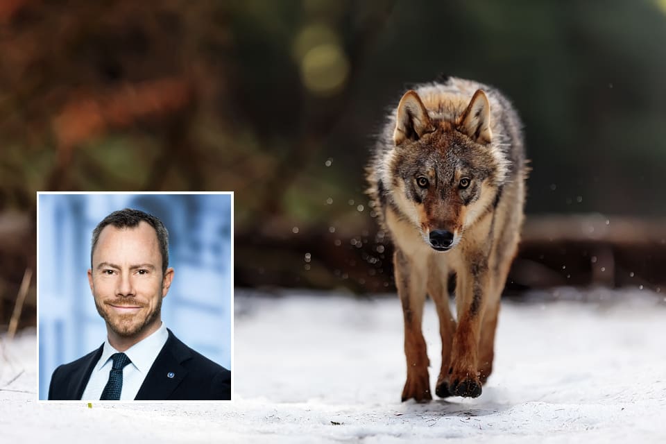 Danske miljö- och livsmedelsministern Jakob Ellemann-Jensen (V) gör det lättare att skjuta aggressiva vargar.