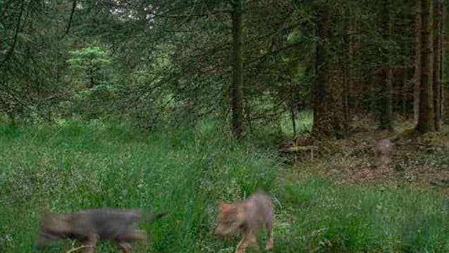 Att danska vargar har försvunnit har lett till spekulationer om tjuvjakt. Men nu har det visat att sig att fyra av de åtta valparna i danska Ulfborg utvandrade till Tyskland när de blev drygt ett år gamla.