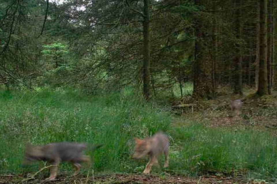 Att danska vargar har försvunnit har lett till spekulationer om tjuvjakt. Men nu har det visat att sig att fyra av de åtta valparna i danska Ulfborg utvandrade till Tyskland när de blev drygt ett år gamla.