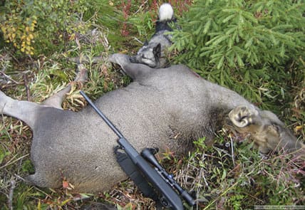 Älgarna måste naturligtvis skjutas där de befinner sig under den lovliga jakttiden. Låt inte Jägareförbundet än en gång diktera villkoren för den svenska älgjakten, skriver debattören Sture Nilsson.