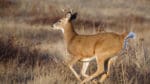 Alla jägare i Wisconsin som donerar fällt vilt till årets "Hunt for the Hungry" kommer att få en hatt som tack för sin insats.