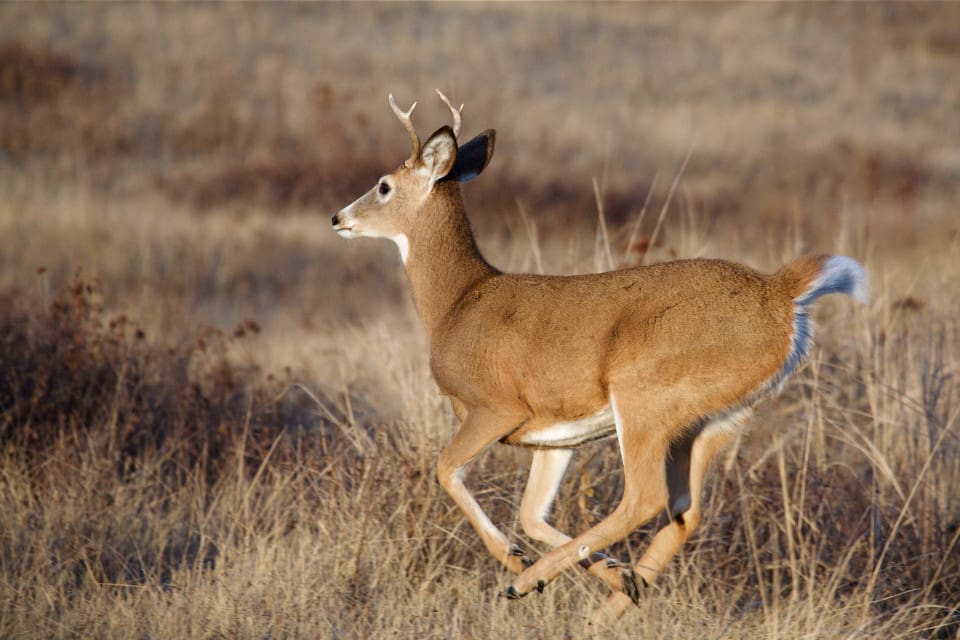 Alla jägare i Wisconsin som donerar fällt vilt till årets "Hunt for the Hungry" kommer att få en hatt som tack för sin insats.