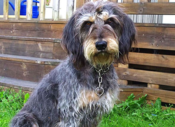Nivernaisen Dessi blev fem år gammal. Hon var Sveriges första hjortdjursrena hund av sin ras.