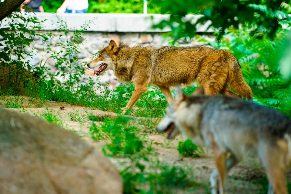 I en schweizisk djurpark får besökare sova kvar bland hägn och burar. (Arkivbild)