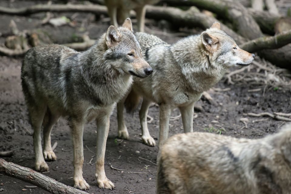 På fredag inleds rättegången mot Kolmårdens djurparks tidigare chef, för den dödsolyckan när en djurskötare dödades av vargar i hägn. (Arkivbild)