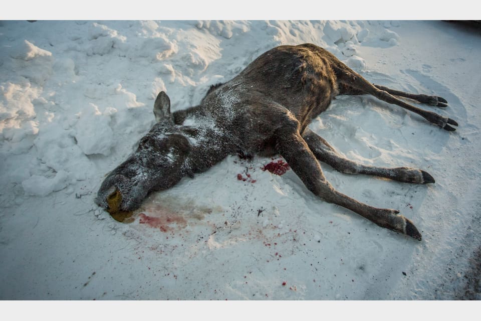 Älgen avlivades sedan den börjat attackera människor i Luleå. En sjuårig pojke hann bli sparkad i ansiktet innan en eftersöksjägare kom åt att avliva den aggressiva älgen. (Arkivbild)