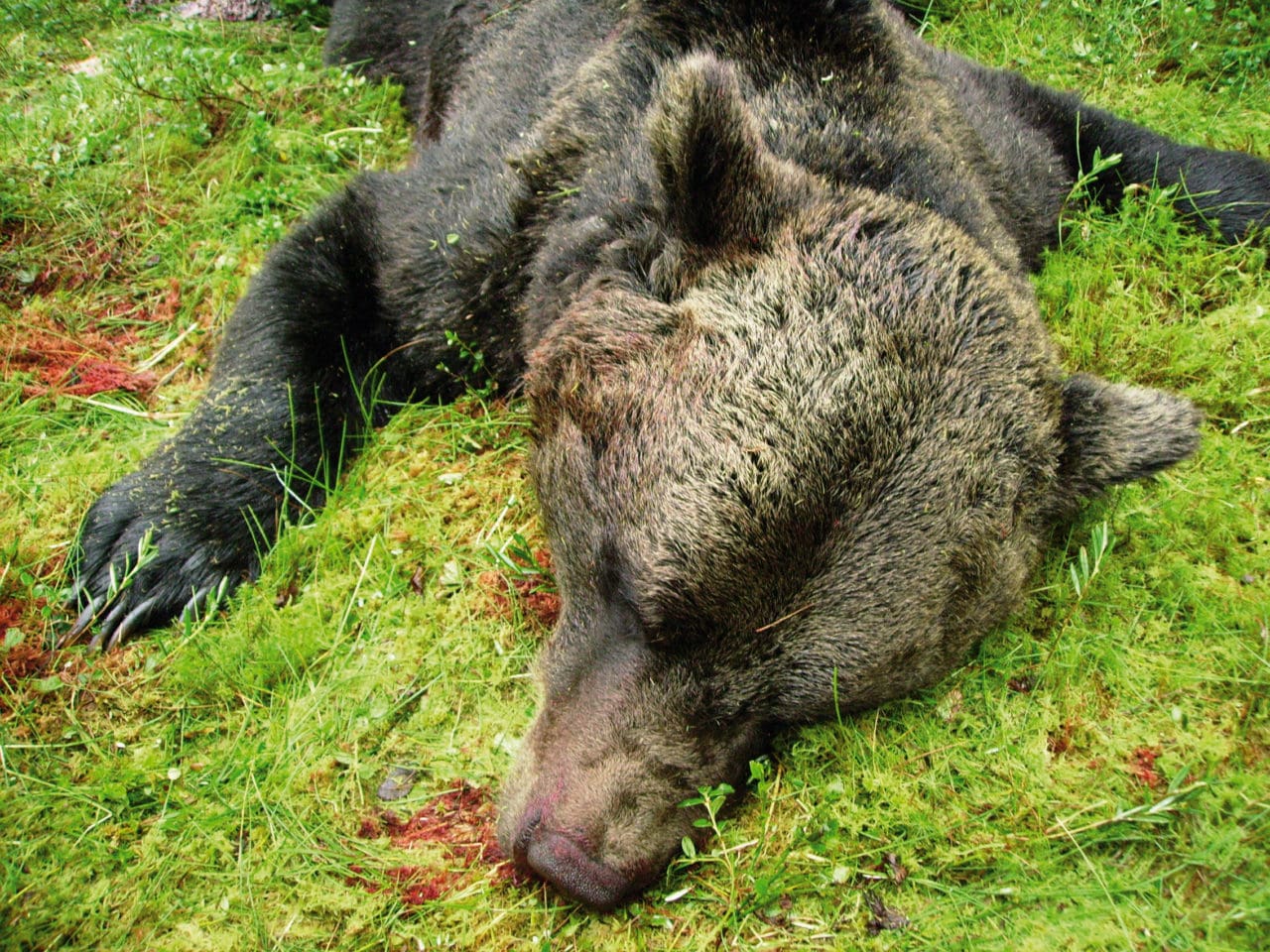 Björnarna ”surnade” på vägen till slakterierna. De fällda björnarna under 2006 års jakt fick flås först när de hade förts till ett godkänt slakteri. Nu vill länsstyrelsen i Norrbotten att de EU-anpassade reglerna ändras.