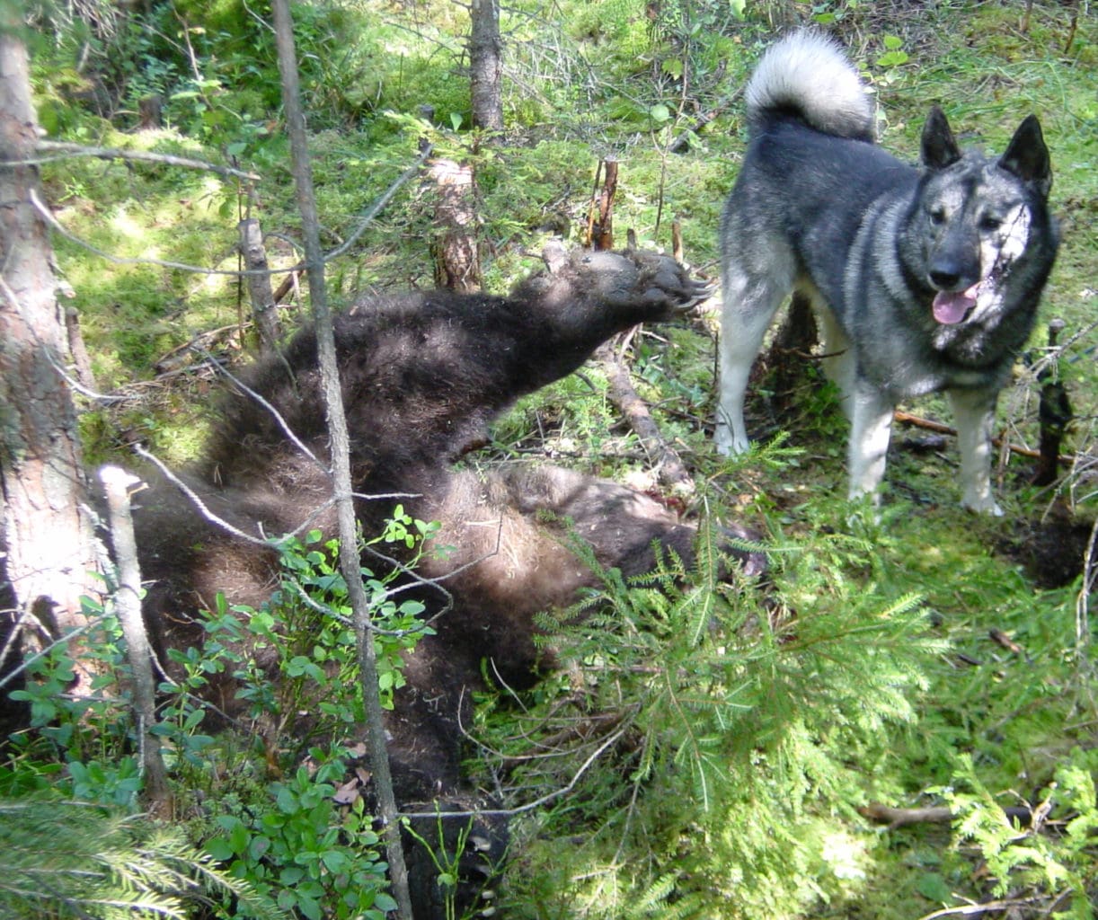 Björnjakten har gått olika i de olika länen. Sämst gick det i Västernorrland och Norrbottens kustdel. I Dalarna och Jämtland blev det däremot överskjutningar.