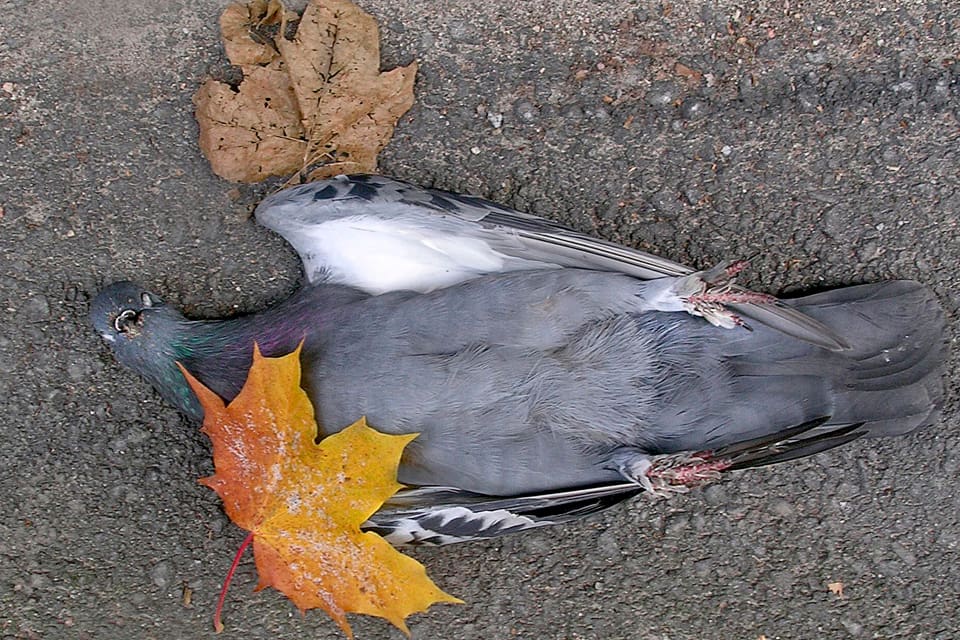 Vilda duvor har drabbats av duvpest i flera orter i Sverige, enligt provresultat hos SVA, Statens veterinärmedicinska anstalt. (Arkivbild)