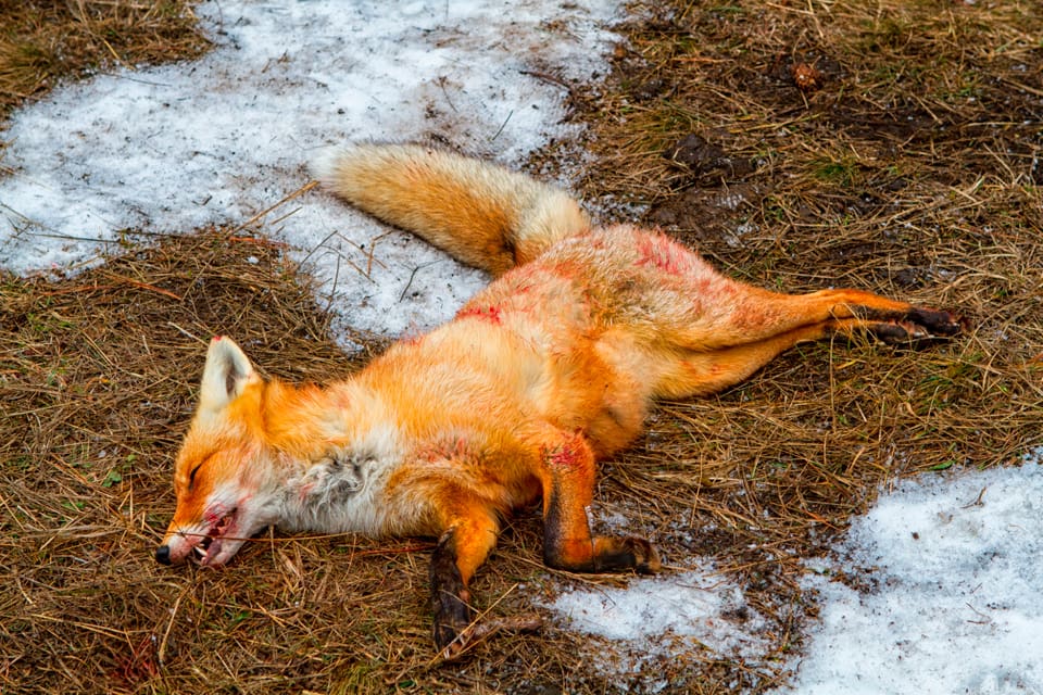14 döda rävar har hittats vid en väg på Orust. (Arkivbild)