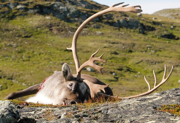 Ren fälld under legal jakt i Norge. I Särnaomårdet i Dalarna vittnar renägare om fortsatta problem med tjuvskjutna renar. För en sameby skjuts minst tio renar årligen från oktober till januari.