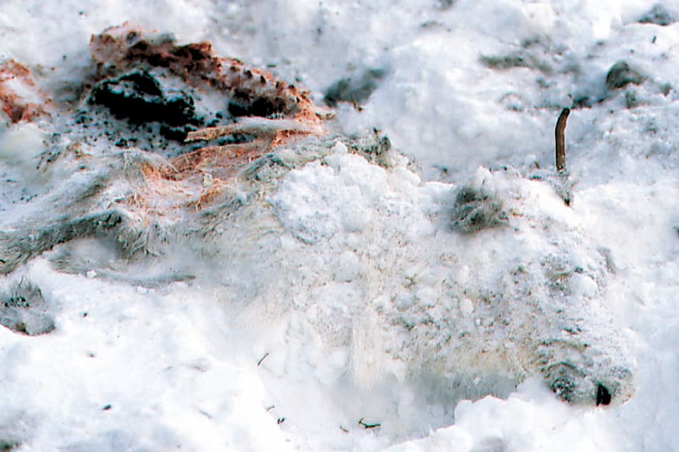 Det kan bli en sjätte varg i år som avlivas under skyddsjakt i Jämtland sedan Tåssåsens sameby fått in ytterligare en varg som tagit flera renar. (Arkivbild)