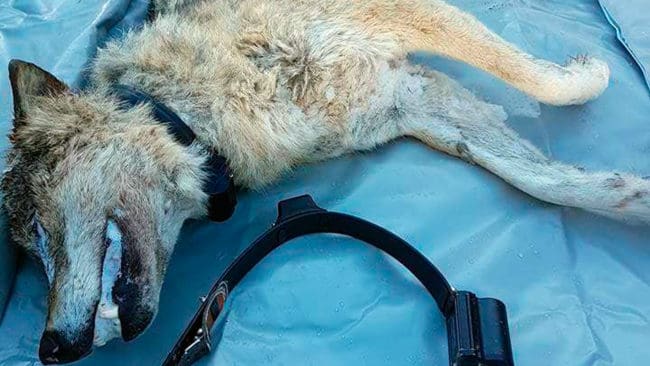Den svenska vargtiken från Borgvikreviret i Sverige har antagligen dödats i Norge av andra vargar i en revirstrid.