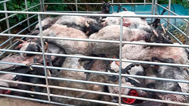 Fyra får dödades i vargattackerna i fredags på Jylland. Resten måste skjutas för att de var så illa skadade. Totalt dog 31 får.
