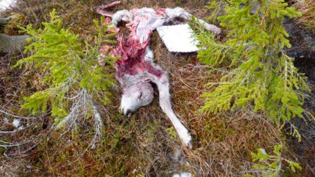 Björndödad renkalv när forskare följde den sändarmärkta björnhonan Tjirsa. Länsstyrelsen i Norrbotten vill varken bevilja skyddsjakt på honan eller begära ut hennes positioner.