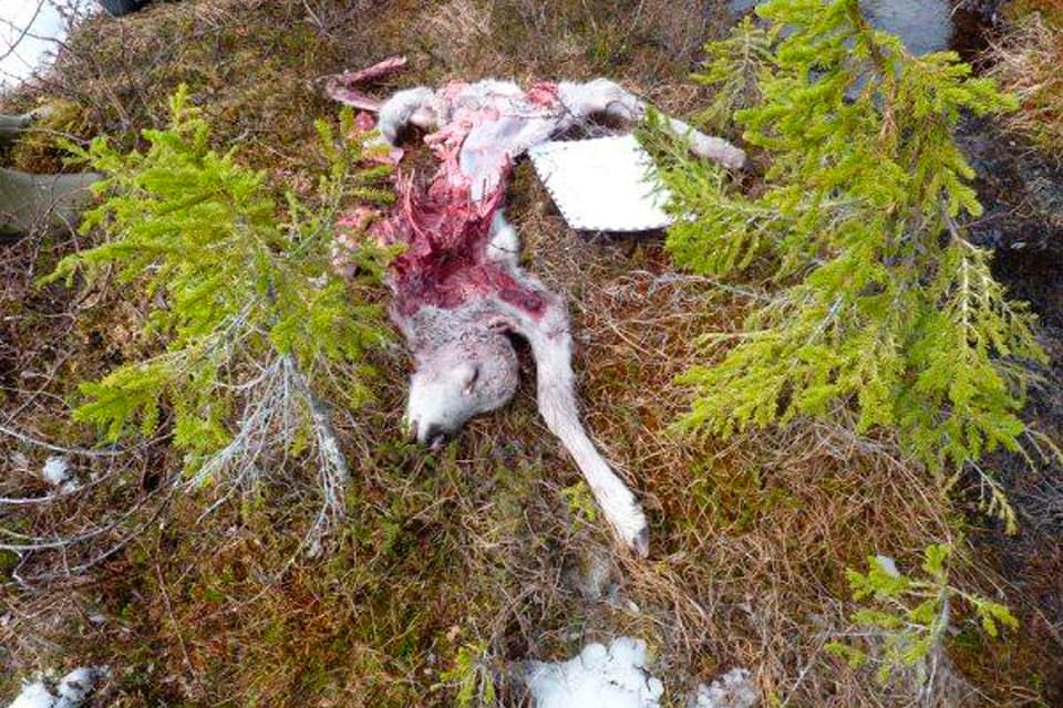 Björndödad renkalv när forskare följde den sändarmärkta björnhonan Tjirsa. Länsstyrelsen i Norrbotten vill varken bevilja skyddsjakt på honan eller begära ut hennes positioner.
