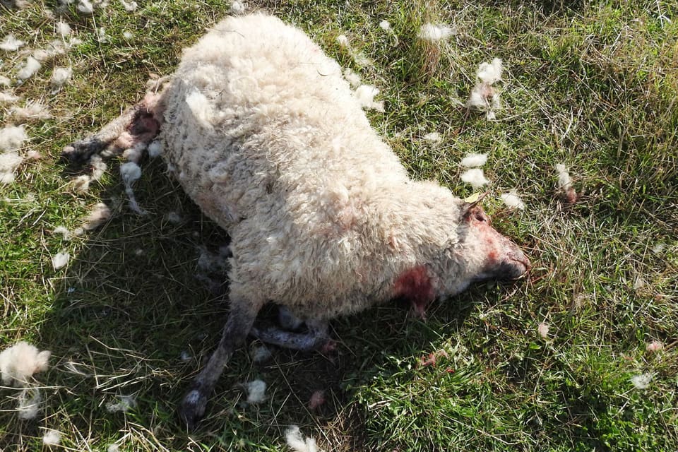 Rivna får på Åland vid en attack i tisdags gör att landskapsregeringen har beslutat om skyddsjakt på varg.