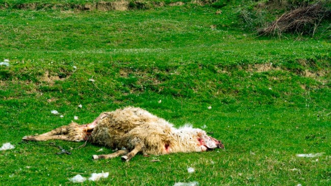 Rekordet med cirka 25 attackerade får i vargområdet Ulfborg på Jylland i Danmark är passerat. I en serie nya attacker mot en annan gård misstänks varg ha tagit cirka 30 får. (Arkivbild)