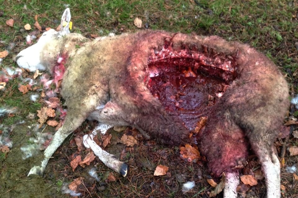 Två vargattacker mot får räcker inte. Det behövs minst ett till vargangrepp, konstaterar länsstyrelsen i Skåne och avslår LRF-ansökningen om skyddsjakt på varg. Så här såg det ut när lamor och eltrådar inte kunde stoppa vargattacken mot får på Ravlunda skjutfält.