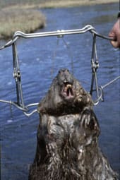 Fångst av bäver med slagfälla. Bäverfällan Conibear 330-2 är en effektivt dödande slagfälla. EU-kommissionens förslag att stoppa all fällfångst fälldes av EU-parlamentet.