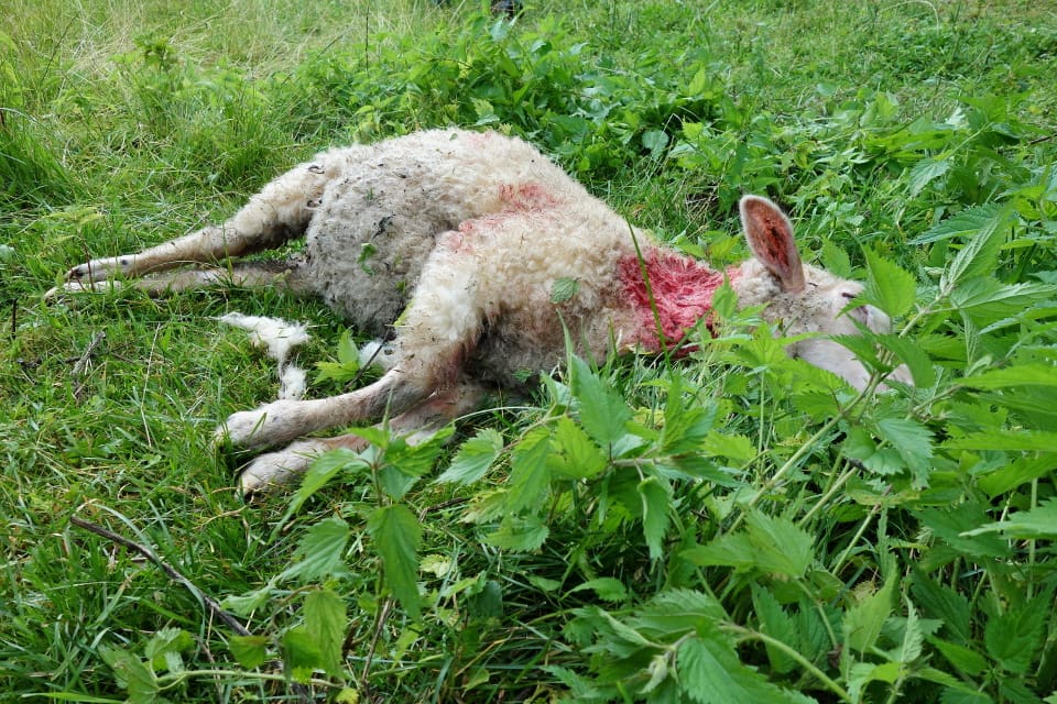Länsstyrelsens besiktningspersonal misstänker att det var flera vargar som stod för angreppet.