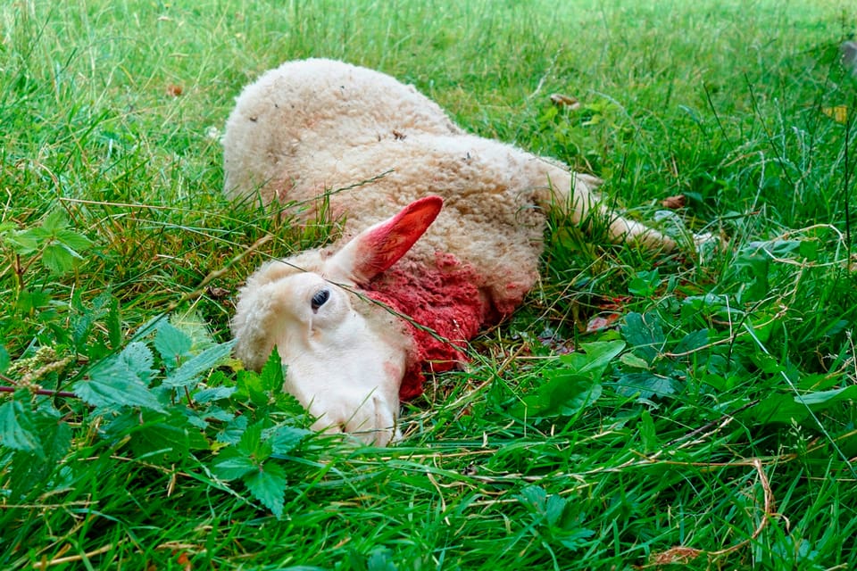 Tre får har dödats vid varg vid Wålstedts lantbruk i Dala-Floda och länsstyrelsen i Dalarna undersöker om det är revirvargar som attackerade fåren. (Arkivbild)