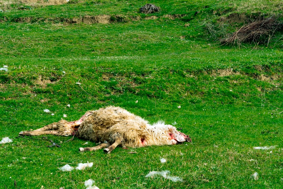 Sammanlagt nio får har dött efter en vargattack i Östergötland. Angreppet skedde antagligen inom Långbogen, det enda vargreviret som finns i länet. Länsstyrelsens viltexperter är lite osäkra på exakt var gränsen går för vargreviret. (Arkivbild)