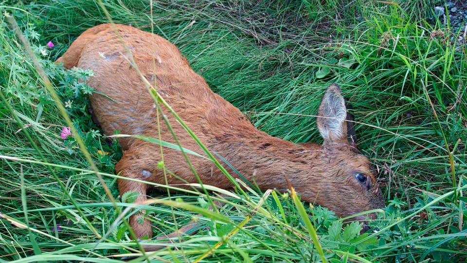Det påkörda och skadade rådjuret avlivades av en bilist. Då kom en annan bilförare och körde iväg med rådjuret som tillhörde markägaren och jakträtthavaren. (Arkivbild)