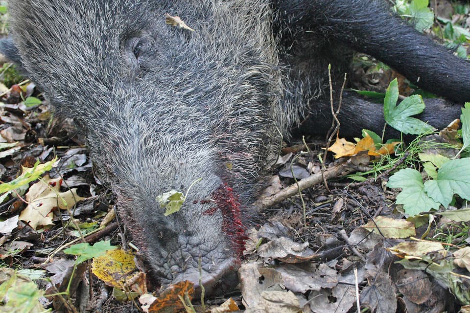 Statens veterinärmedicinska anstalt (SVA) har efter en ”nära dialog” med näringsdepartementet kommit fram till att verksamheten med att övervaka viltsjukdomar kan återgå till det normala. Därmed finns det beredskap för att bland annat upptäcka om det finns vildsvin som dött av svinpest.