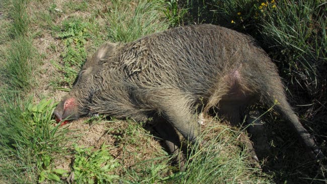 Nära gränsen till svinpestdrabbade Polen har det hittats ett dött vildsvin med afrikansk svinpest i förbundslandet Brandenburg. De tyska jägarna har mobiliserats för att börja skjuta bort fler vildsvin och hitta fler självdöda vildsvin. (Arkivbild)