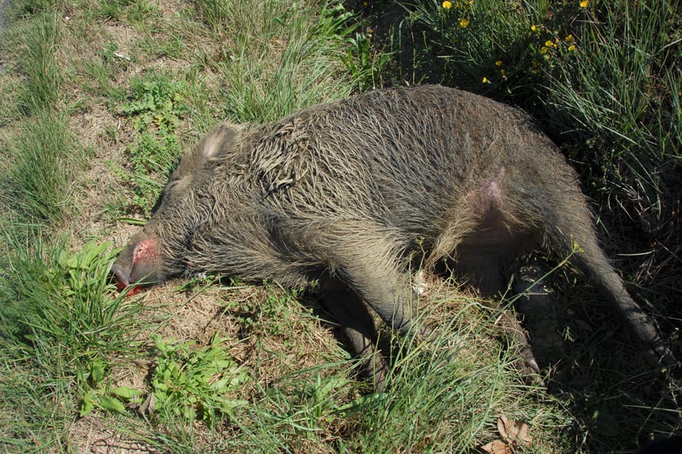 Nära gränsen till svinpestdrabbade Polen har det hittats ett dött vildsvin med afrikansk svinpest i förbundslandet Brandenburg. De tyska jägarna har mobiliserats för att börja skjuta bort fler vildsvin och hitta fler självdöda vildsvin. (Arkivbild)