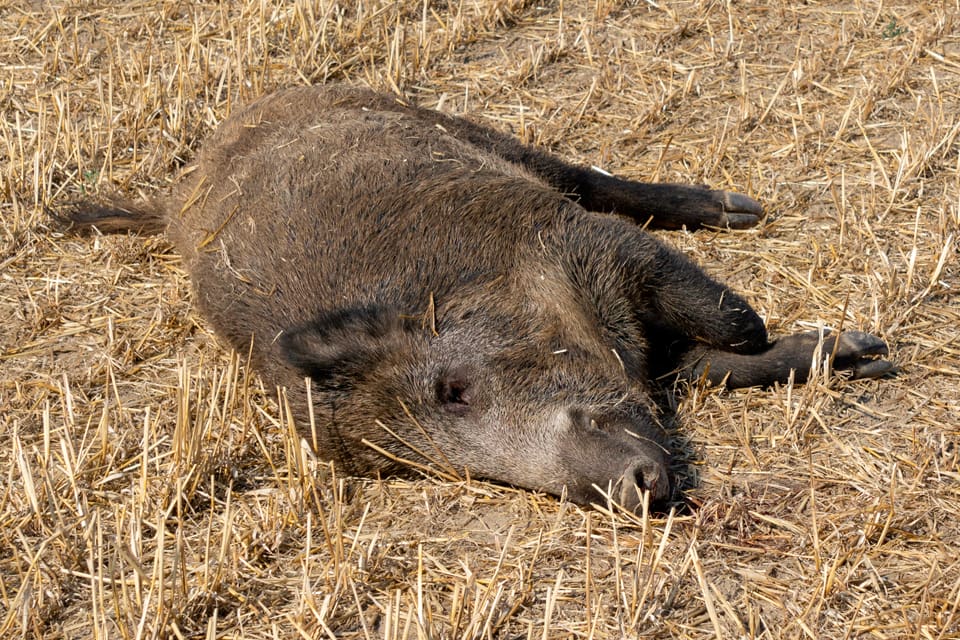 Antalet upptäckta vildsvin i Belgien med svinpest har ökat till 155. I Rumänien fortsätter svinpesten spridas till ny områden. Hittills har svinpest bekräftats hos sju vildsvin i Rumänien och i 28 fall hos tamsvin.