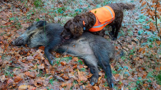 Svenska jägare uppmanas på nytt att rapportera upptäckten av självdöda vildsvin sedan svinpesten sprids snabbt bland tyska vildsvin.