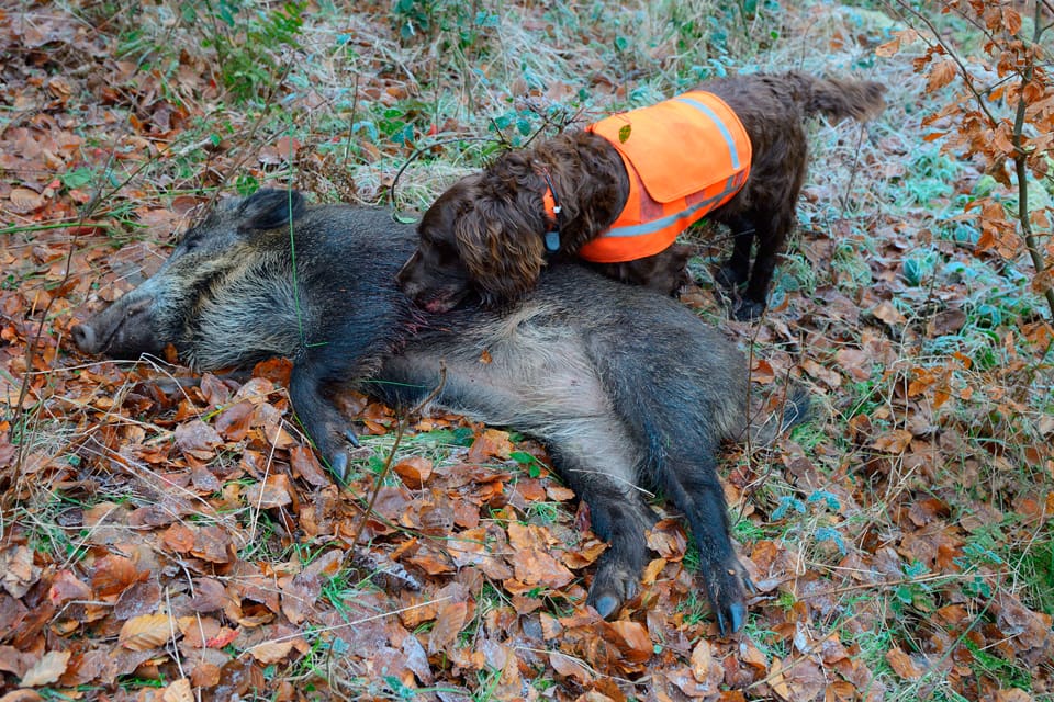 Svenska jägare uppmanas på nytt att rapportera upptäckten av självdöda vildsvin sedan svinpesten sprids snabbt bland tyska vildsvin.