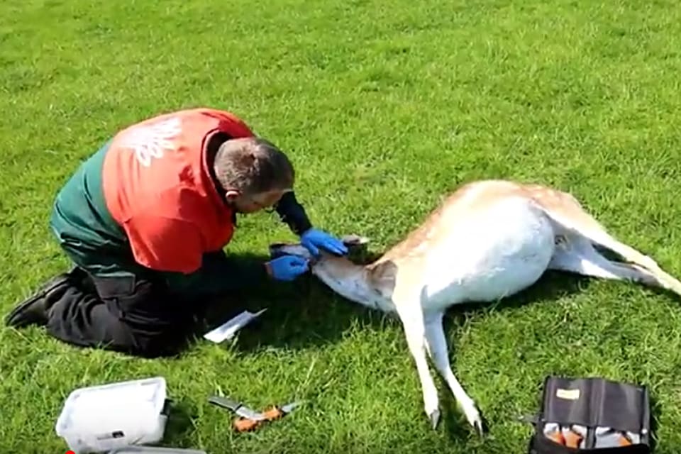 I förra veckan dödades två högdräktiga dovhindar i ett hägn på Jylland i en förmodad vargattack. Viltkonsulenten Jens Henrik Jakobsen från Naturstyrelsen undersöker om det går att få fram varg-DNA med hjälp av saliv från bettet i hindens strupe.